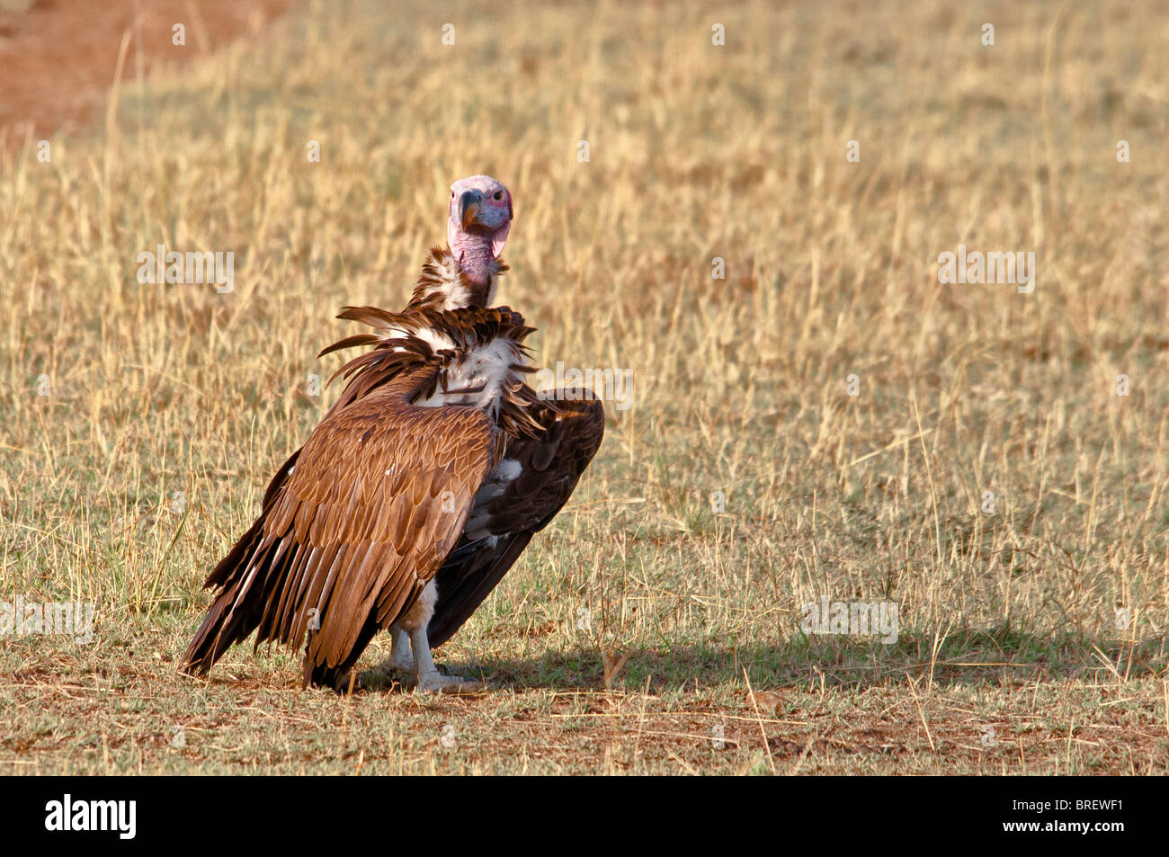 Endangered Lappet-face Vulture, Torgos tracheliotus, Masai Mara National Reserve, Kenia, Afrika Stockfoto