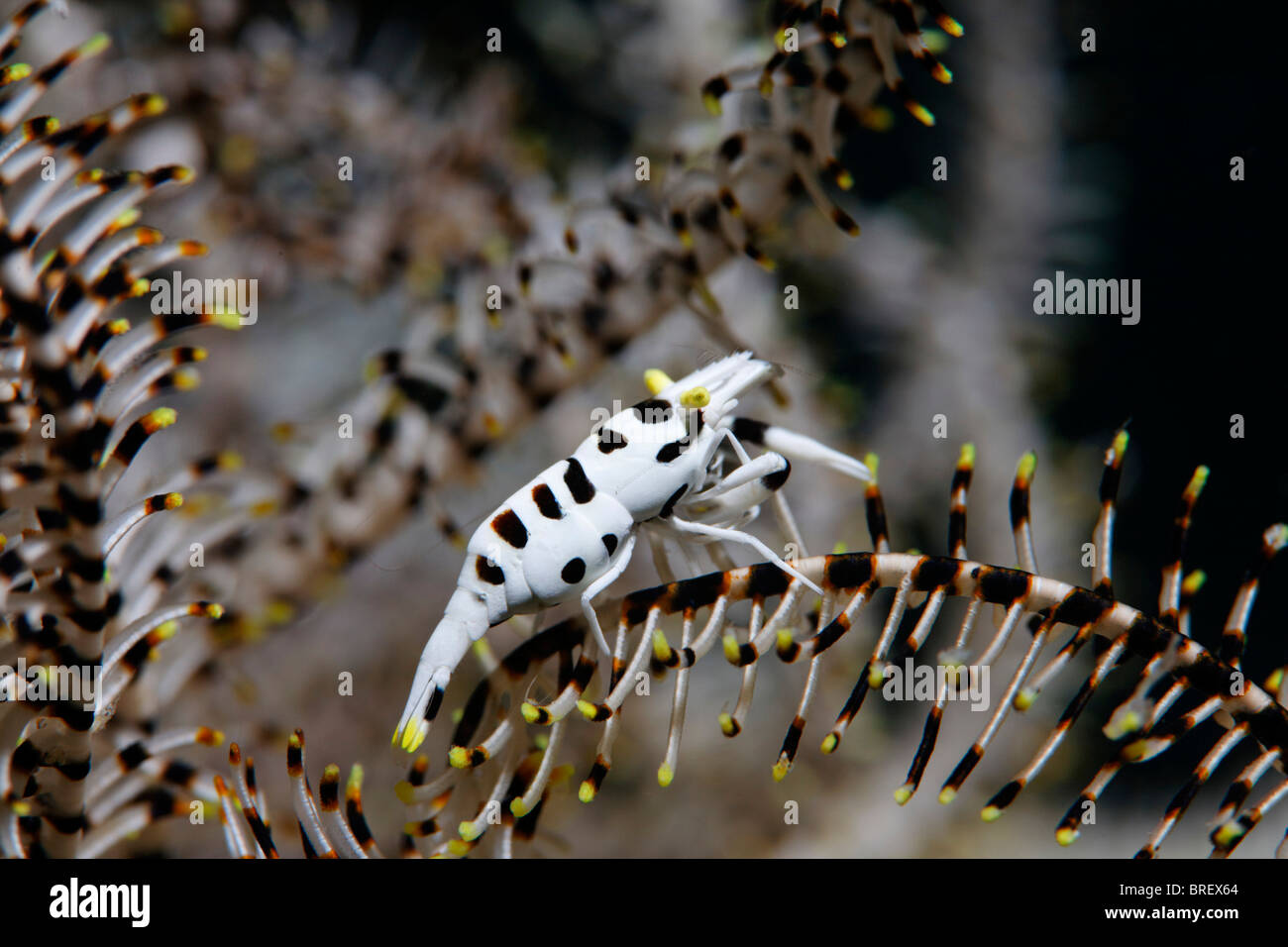 Peitschenkorallen Garnelen (Periclimenes Cornutus) auf eine Feder Stern, Gangga Island, Inseln Bangka, Nord-Sulawesi, Indonesien, Molukka Meer Stockfoto