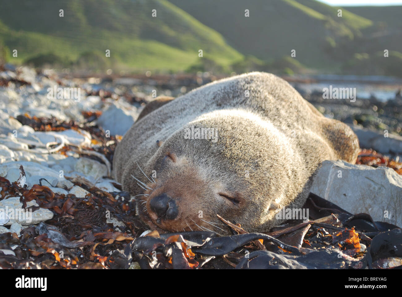 New Zealand-Seebär (Arctocephalus Forster) in Kaikoura schlafen Stockfoto