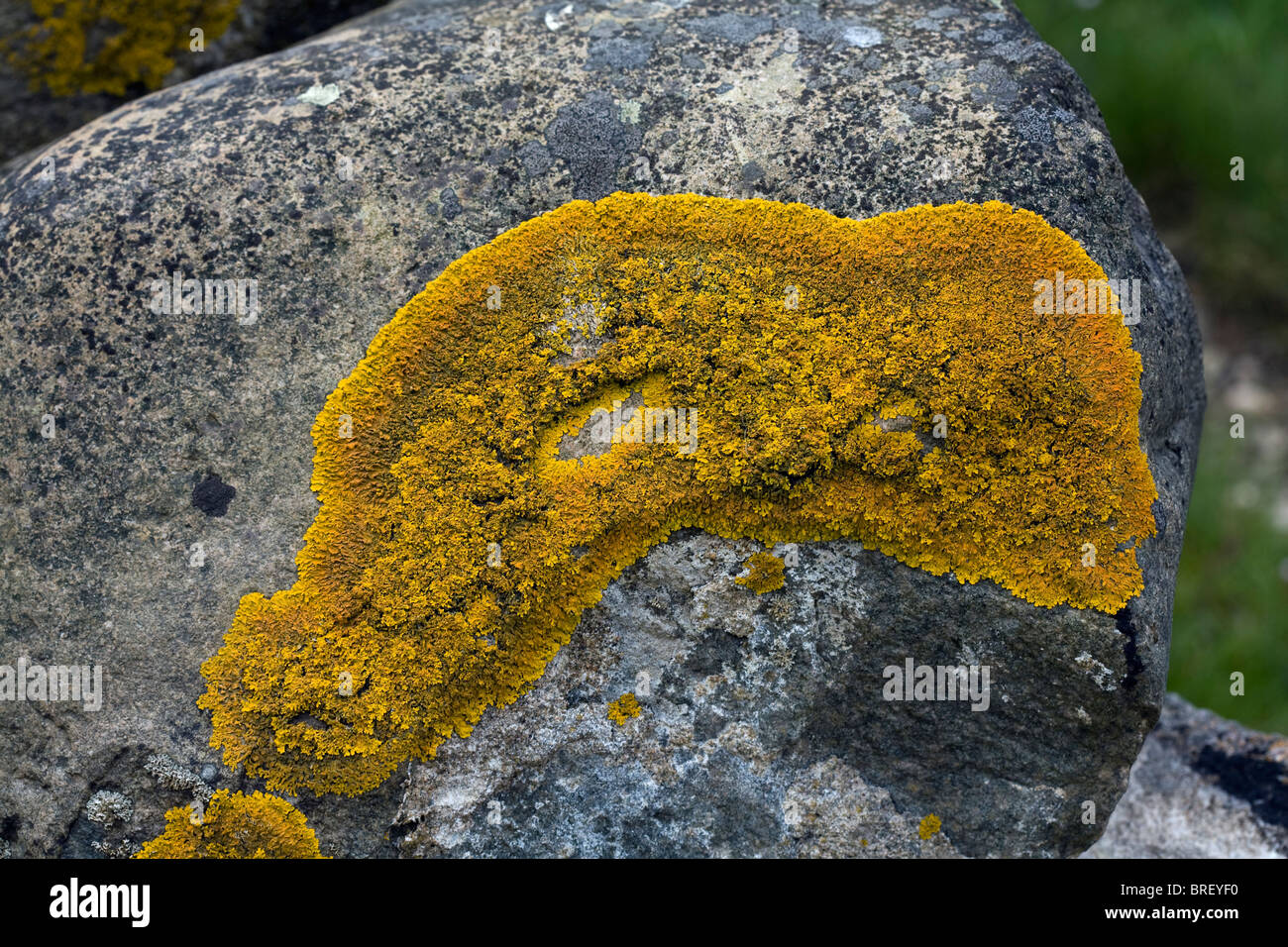 Gemeinsamen Orange Flechten, gelbe Skala, Maritime Sunburst Flechten, Shore Flechten, auf einem Stein Ravenglass Cumbria Stockfoto