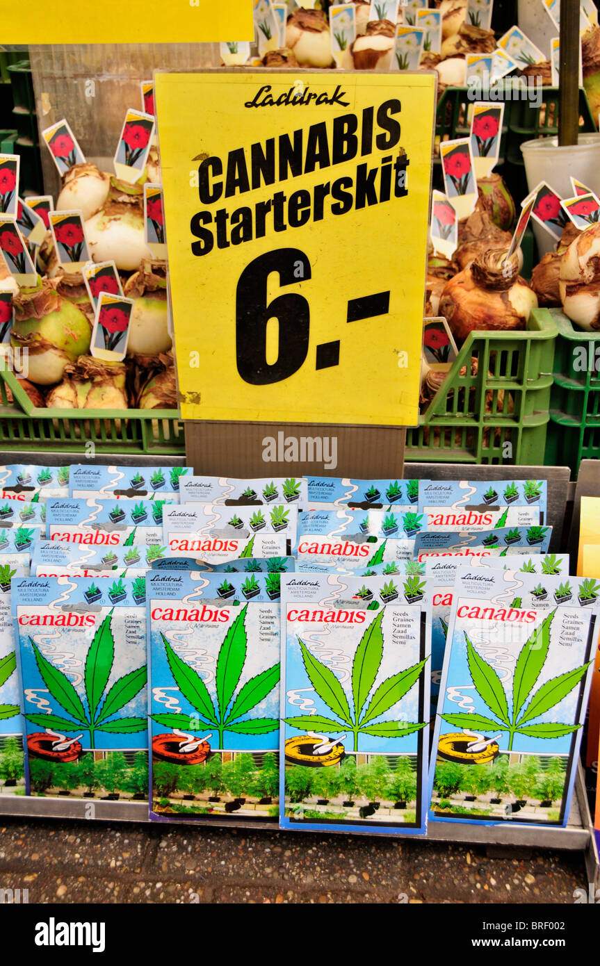 Cannabis-Samen auf dem traditionellen Blumenmarkt in der Innenstadt von Amsterdam, Holland, Niederlande, Europa Stockfoto