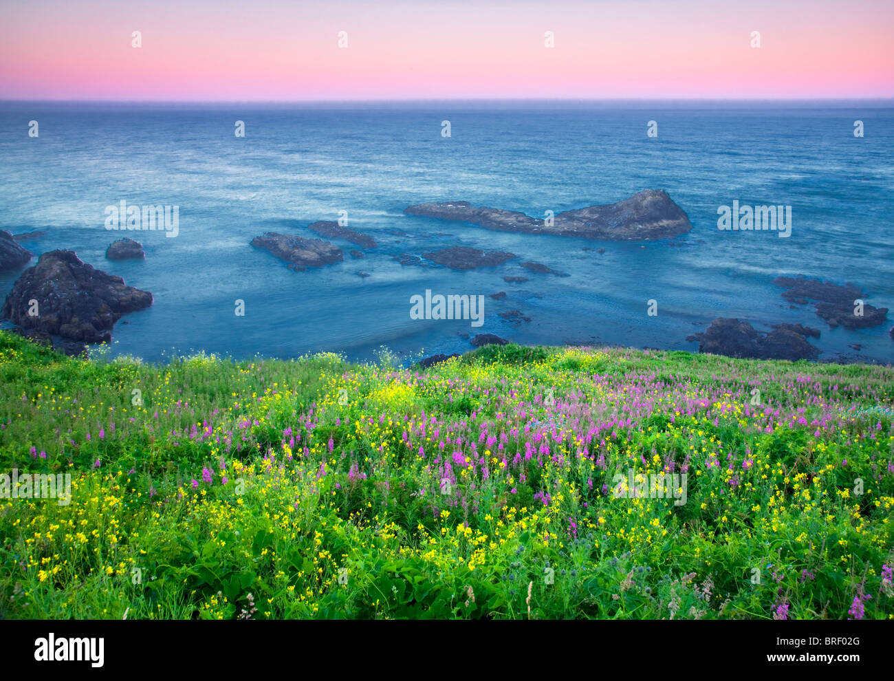 Gelbsenf und Weidenröschen. Yaquina Leuchtturm, Oregon Stockfoto