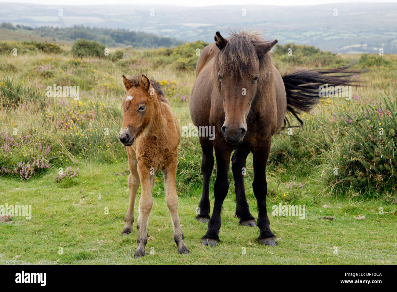 Pferde im Dartmoor, Devon, Südengland, Großbritannien, Europa Stockfoto