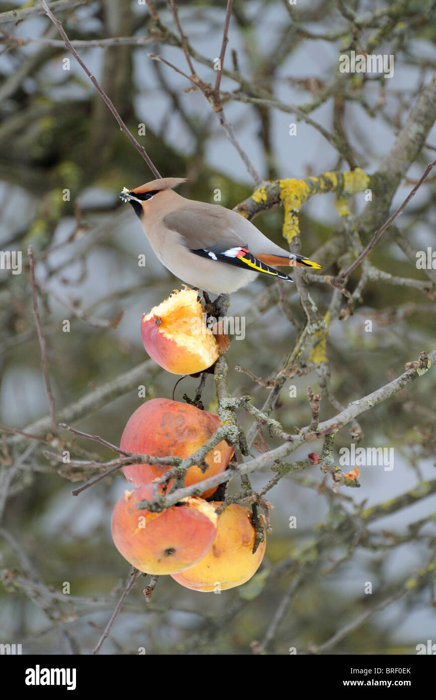 Böhmische Seidenschwanz (Bombycilla Garrulus) Fütterung auf Äpfel Stockfoto