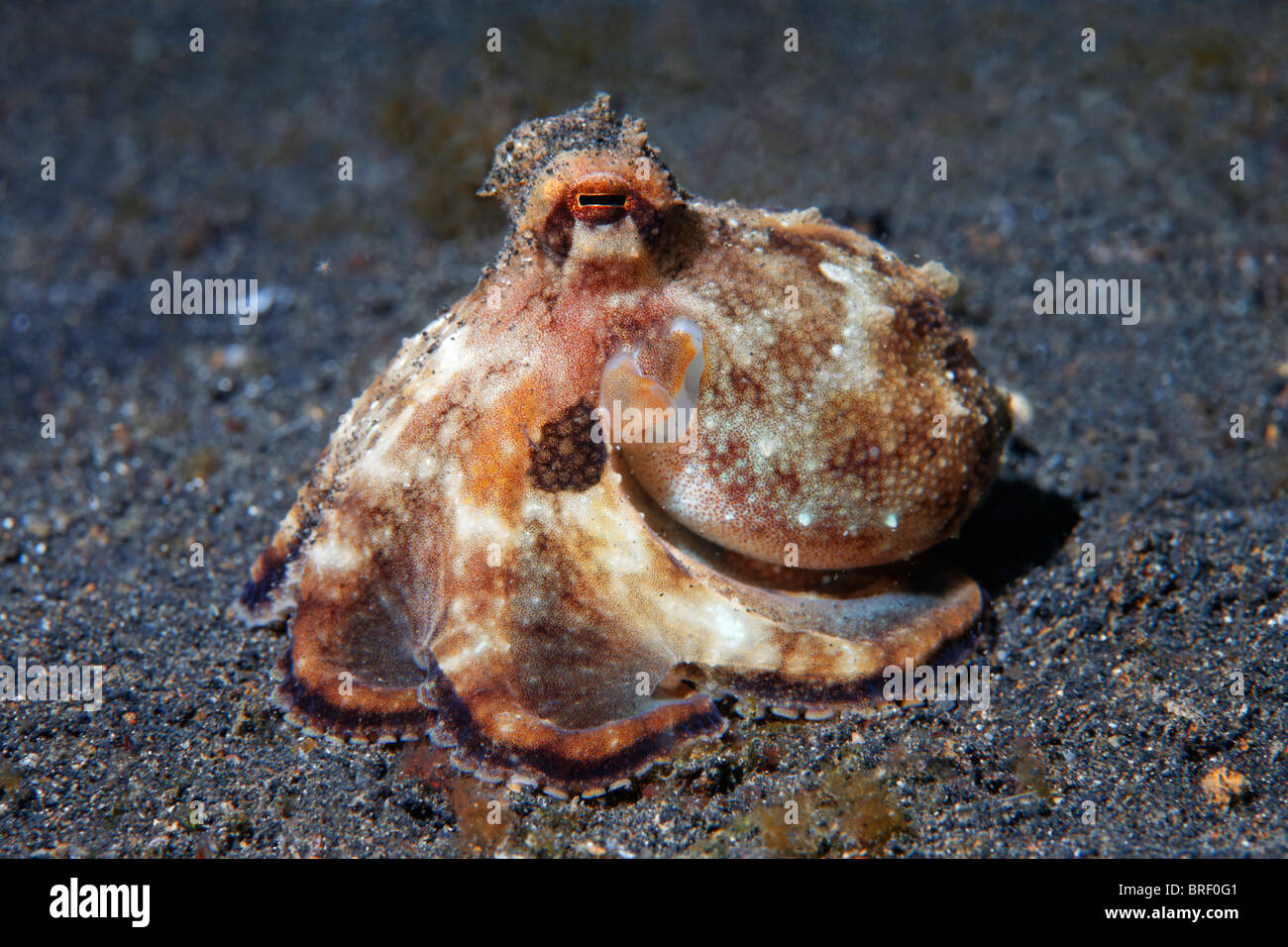 Kleinen Oktopus (Octopodidae), undefiniert, mit aufgerolltem Tentakeln, ruht auf dem sandigen Meeresgrund, Gangga Island Stockfoto