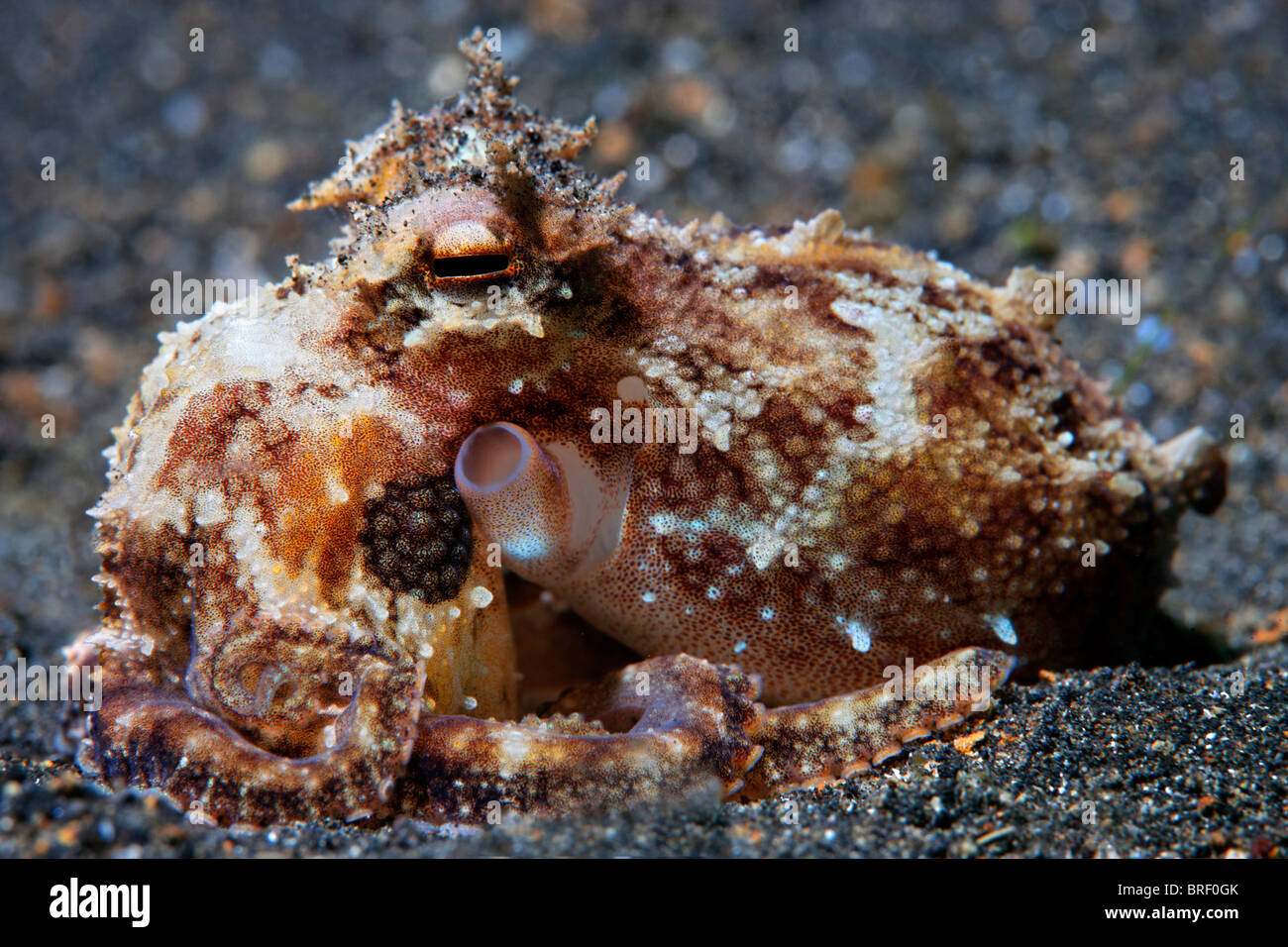 Kleinen Oktopus (Octopodidae), undefiniert, mit aufgerolltem Tentakeln, ruht auf dem sandigen Meeresgrund, Gangga Island Stockfoto