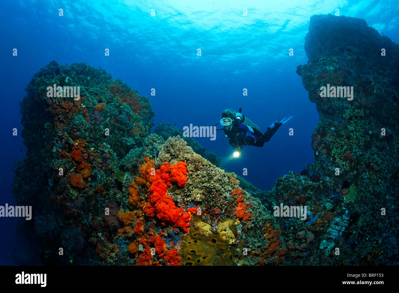 Taucher schweben in Strom durch Riff Schnitt dicht bedeckt mit Korallen, Gangga Island, Bangka Inseln, Nord-Sulawesi, Indonesien Stockfoto