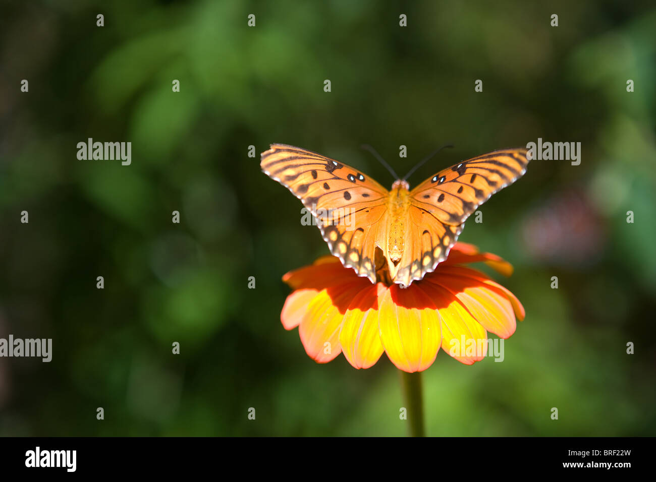 Monarch-Schmetterling ruht auf einer Zinnia Blume in der Sonne Stockfoto