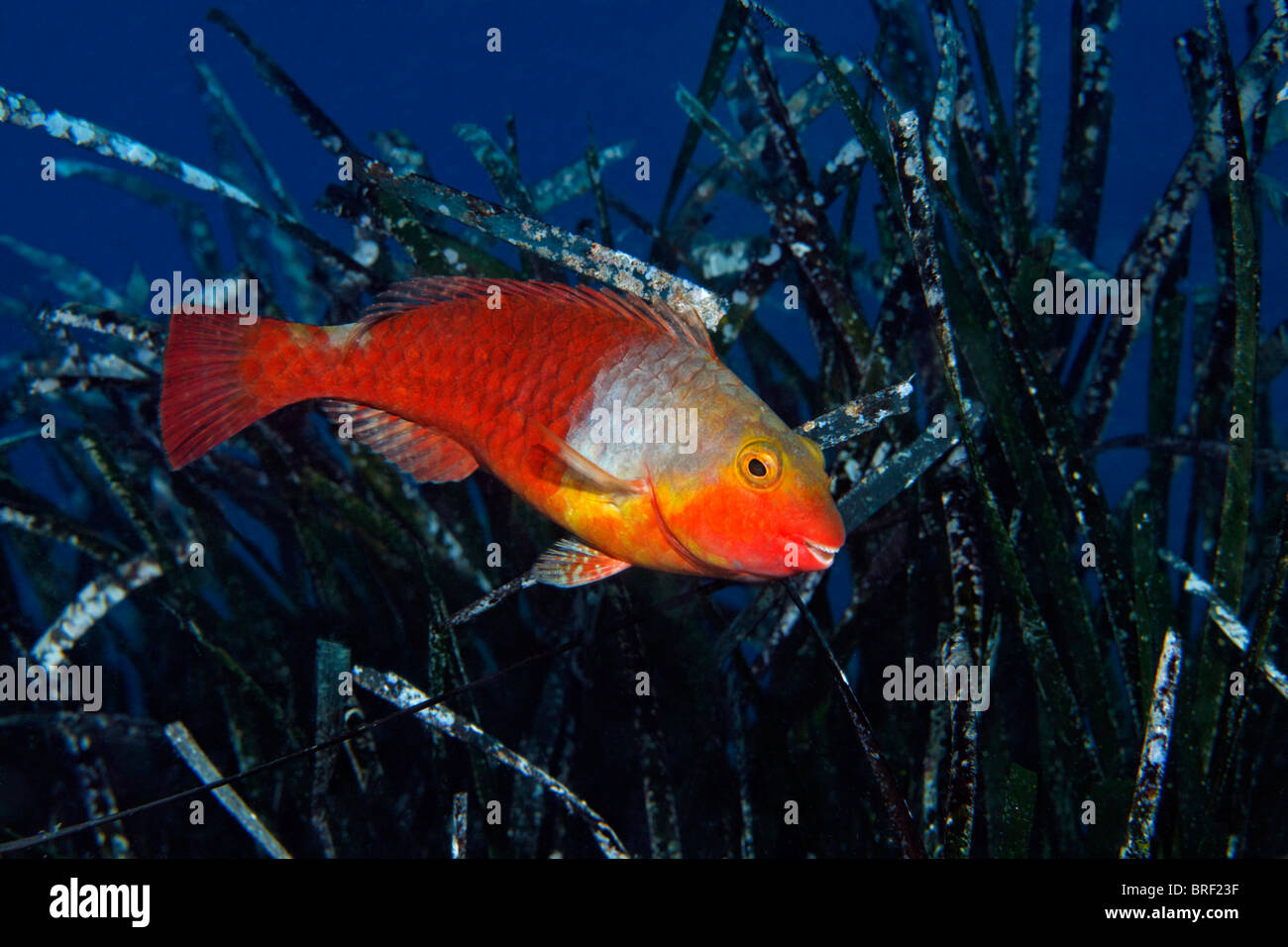 Papageienfisch (Sparisoma Cretense) vor Meer Unkraut, Zypern, Asien, Mittelmeer Stockfoto