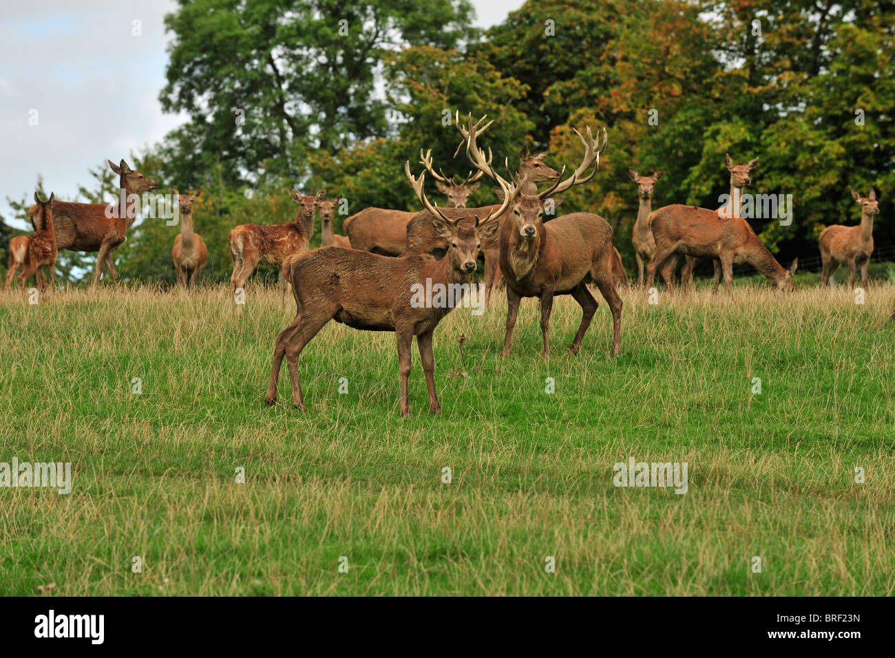 Sika-Hirsche und Hirschkühe Stockfoto