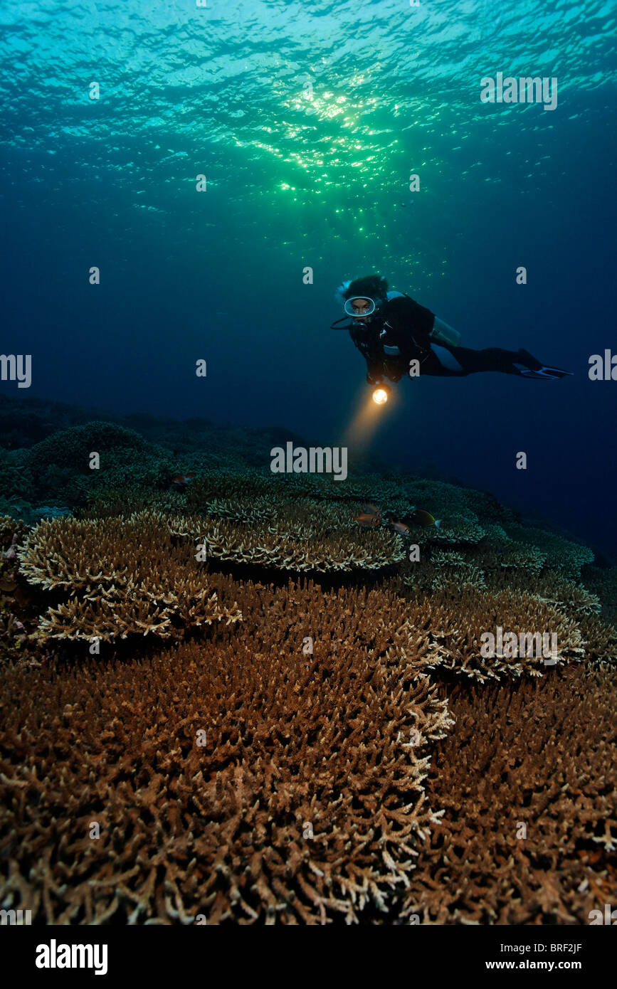 Taucher Tauchen in der Dämmerung, Sonnenuntergang über dem Korallenriff mit Tabelle Korallen (Acropora SP.), Gangga Island, Inseln Bangka, Nord-Sulawesi Stockfoto