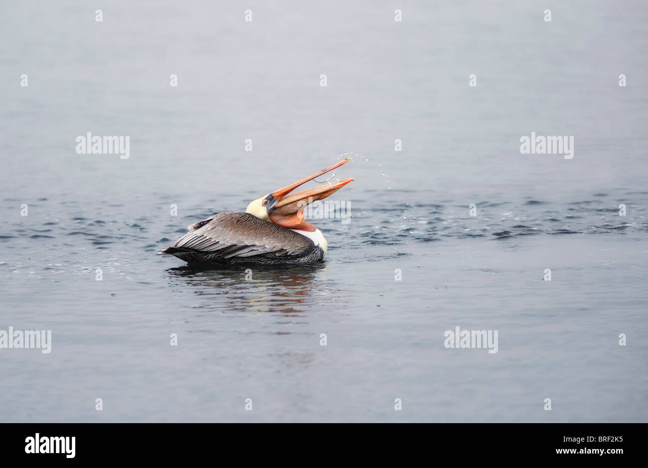 Ein brauner Pelikan wirft seine fischig Snack in seine Rechnung, bevor er sie verschlingt! Stockfoto
