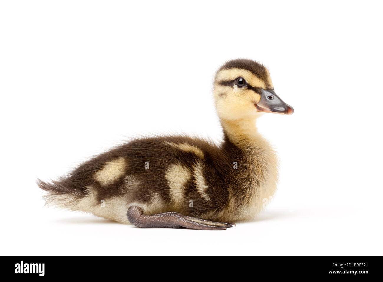 Ente, isoliert auf weiss - weibliche Stockente (Anas Platyrhynchos) Entlein closeup Stockfoto