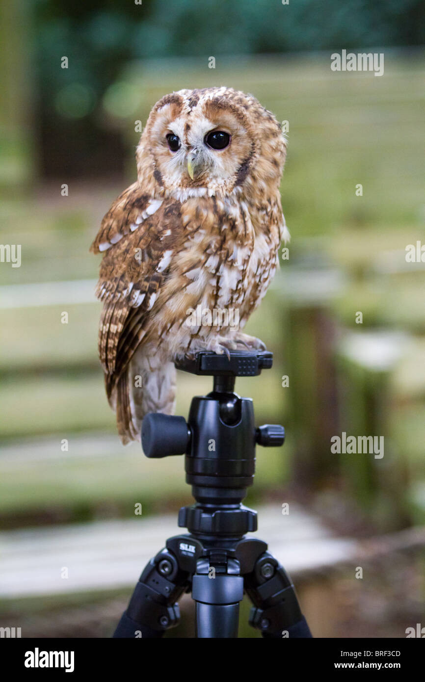 Waldkauz hocken auf einem Stativ Stockfoto