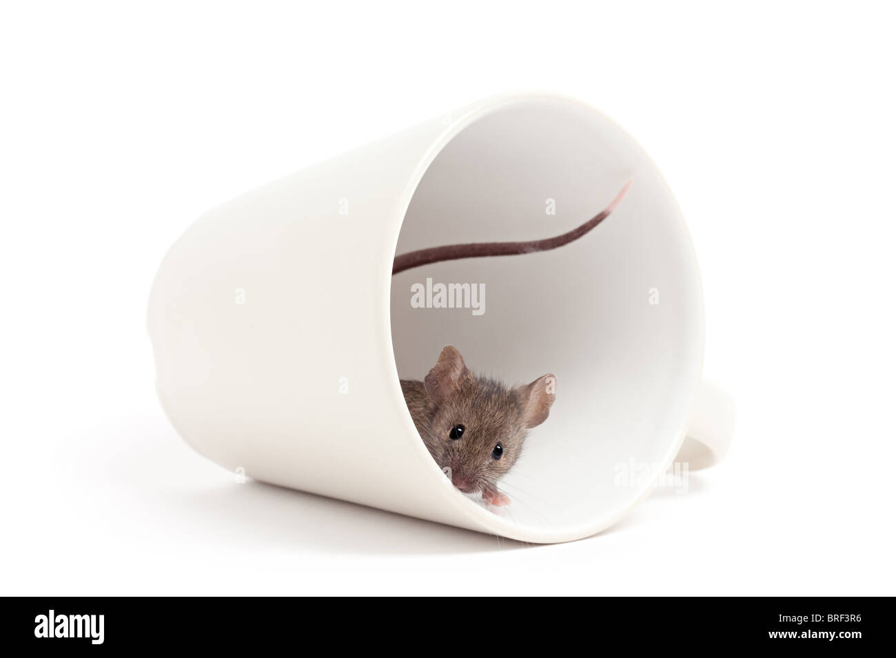Maus späht neugierig heraus aus innerhalb einer Kaffeetasse - isoliert auf weiss Stockfoto