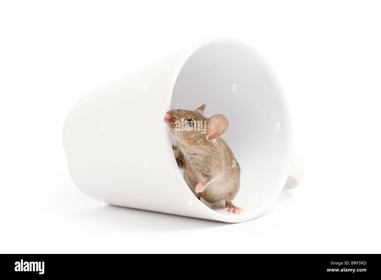 Maus auf der Suche aus einer Tasse isoliert auf weißem Hintergrund Stockfoto