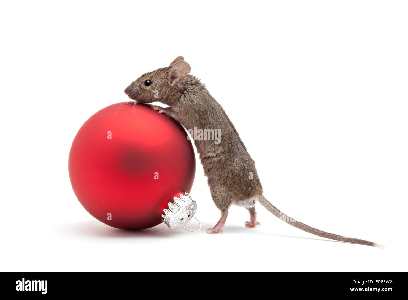 Maus mit Blick auf eine Rote Christbaumkugel - isoliert auf weiss Stockfoto