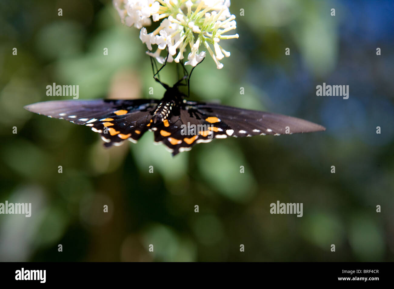 Schwarz und orange Schmetterling Trinken Nektar kopfüber, weißer Schmetterling Blume Stockfoto