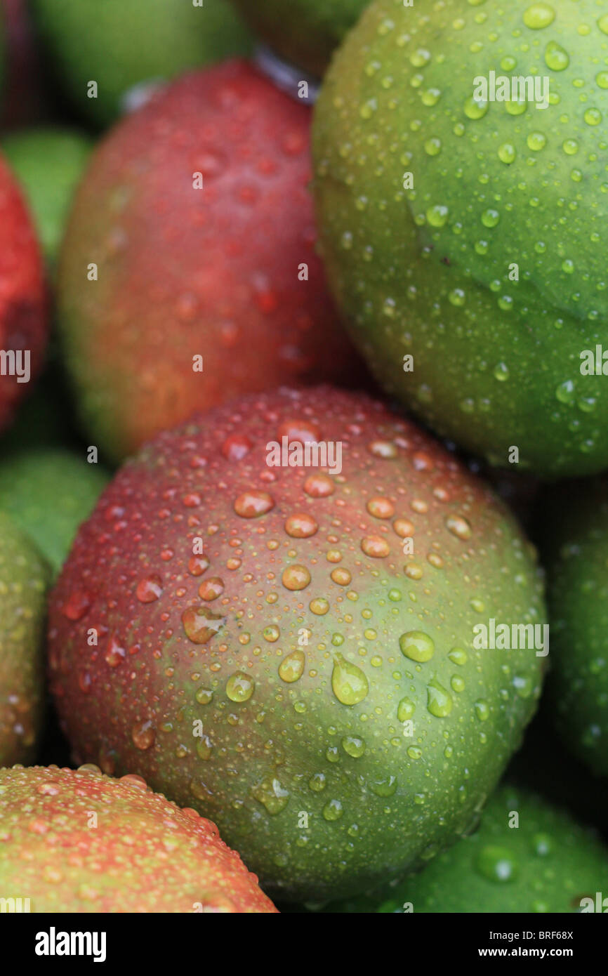 Mangos im Regen Stockfoto