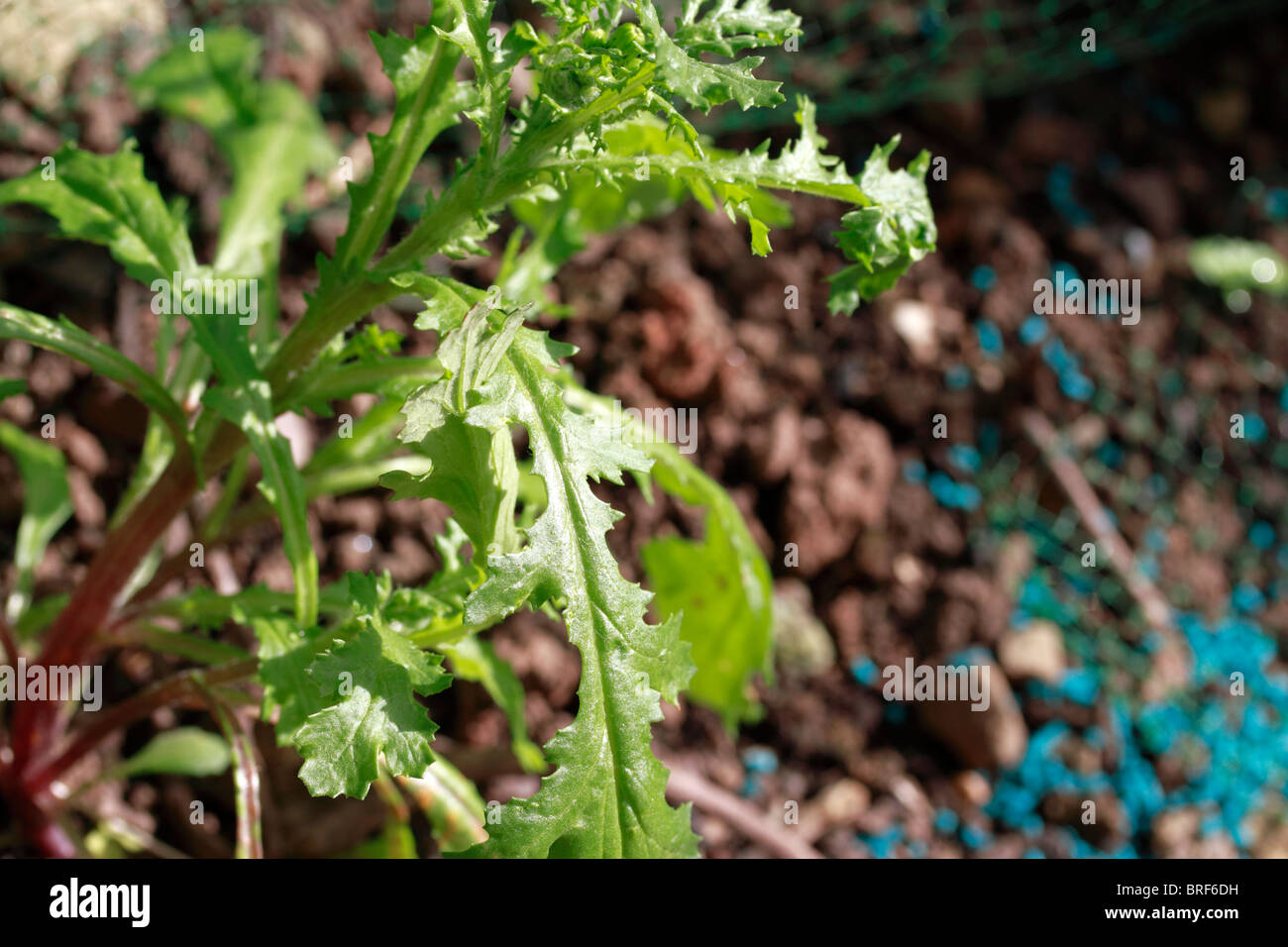 Gemeinsamen Kreuzkraut, Senecio Jacobaea, Ragweed, Rainfarn Kreuzkraut, Staggerweed, Stinking Willie, Familie: Compositae Stockfoto
