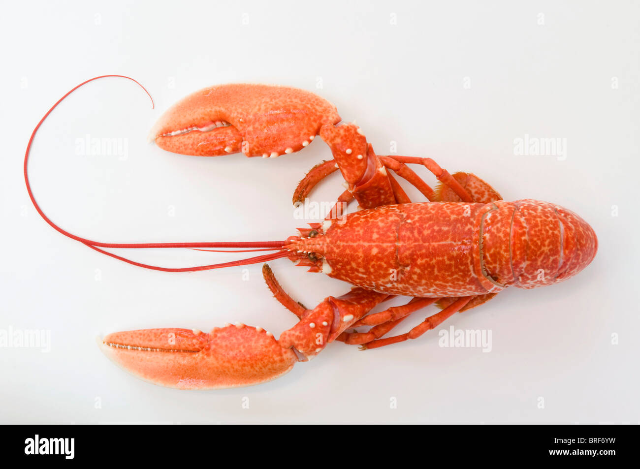 Einzigen Hummer auf weißem Hintergrund Stockfoto