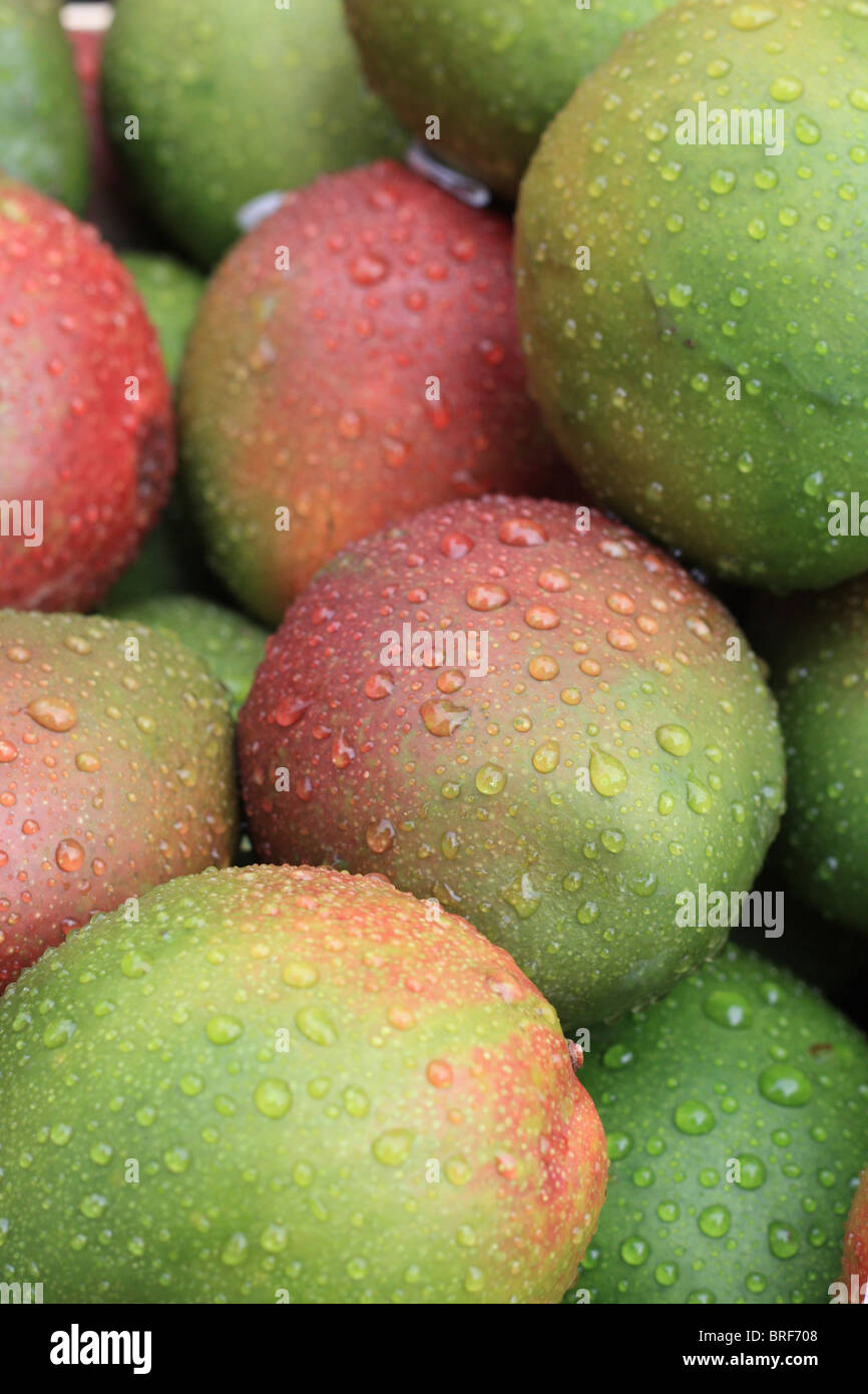 Mangos im Regen Stockfoto