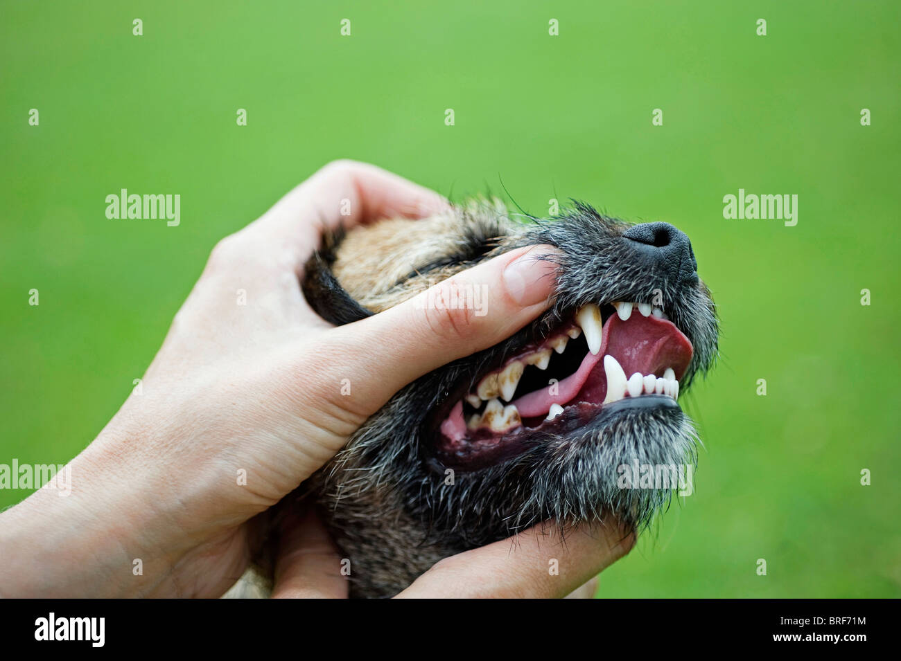 Eigentümer Prüfung Border Terrier Zähne Stockfoto