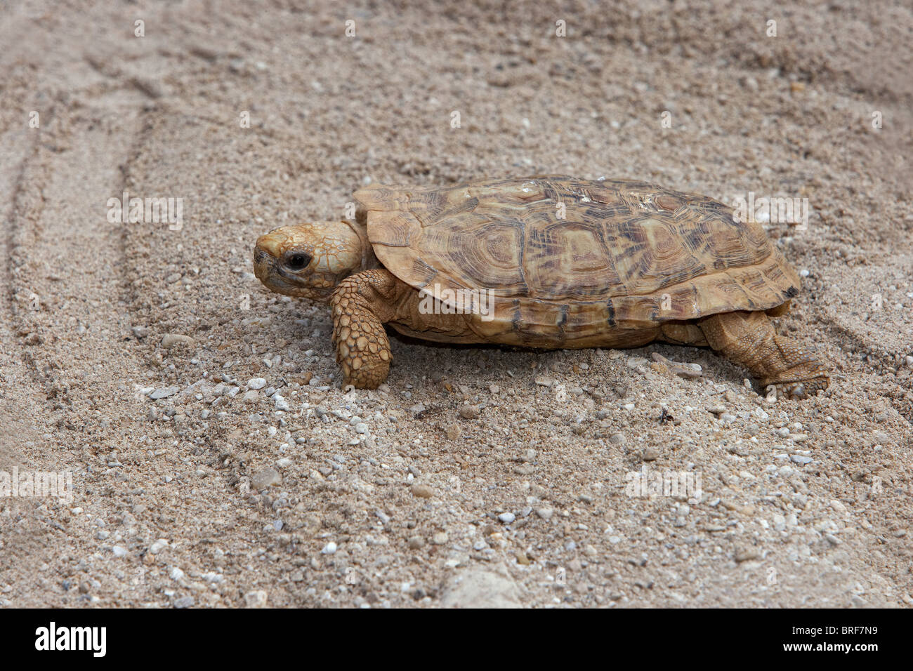 Afrikanische Pfannkuchen-Schildkröte (Malacochersus Tornieri) kriechen auf sand Stockfoto