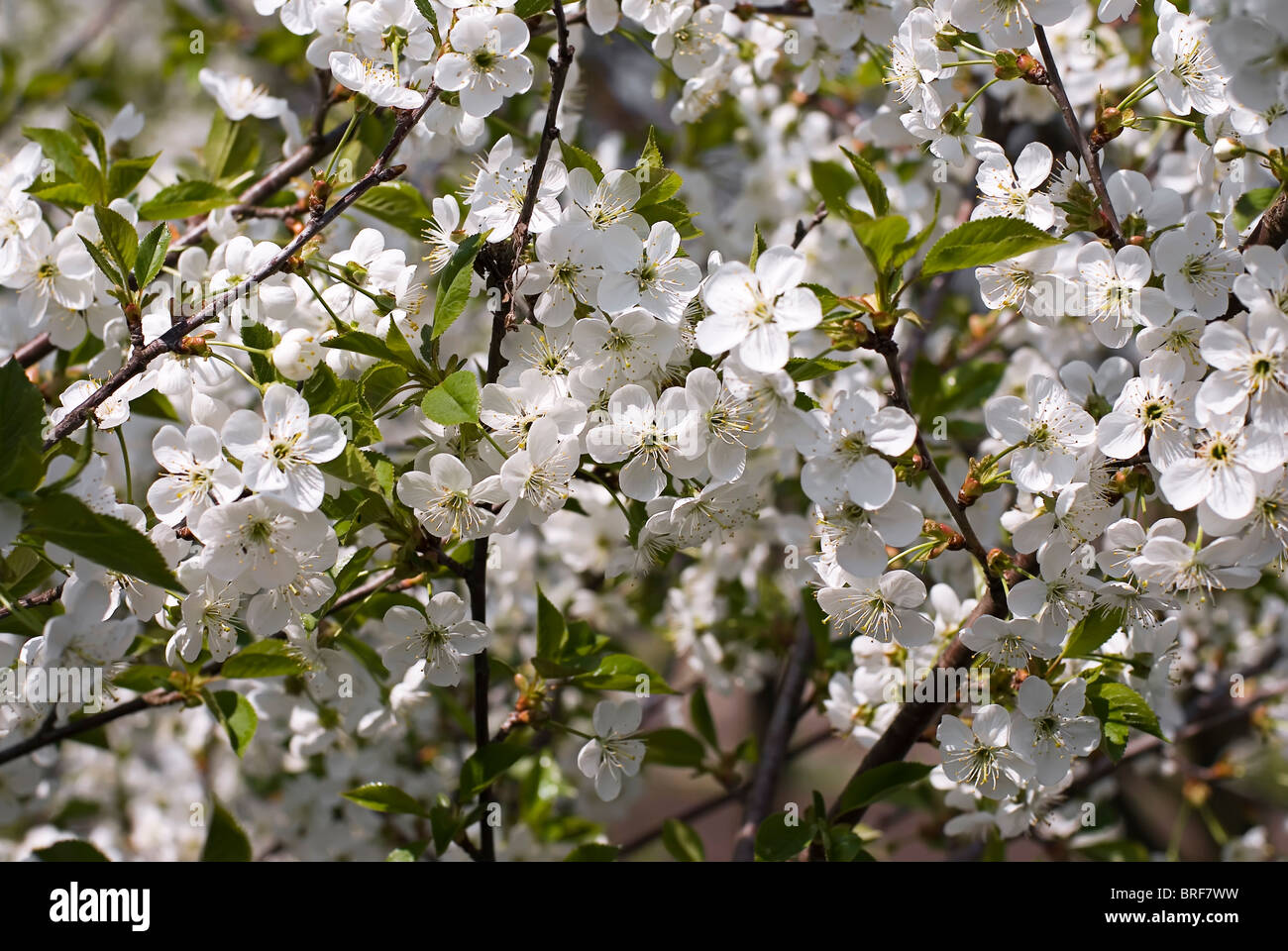 Frühling Kirschbaum in voller Blüte Stockfoto