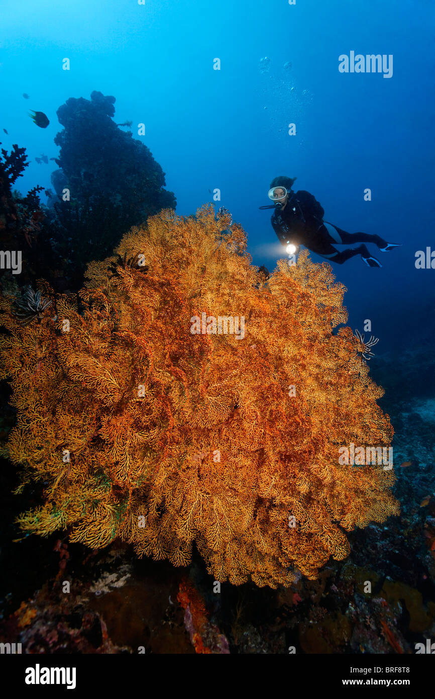Taucher suchen in großen, undefinierte Gorgonien am Korallenriff, Gangga Island, Bangka Inseln, Nord-Sulawesi, Indonesien, Molukken Meer Stockfoto