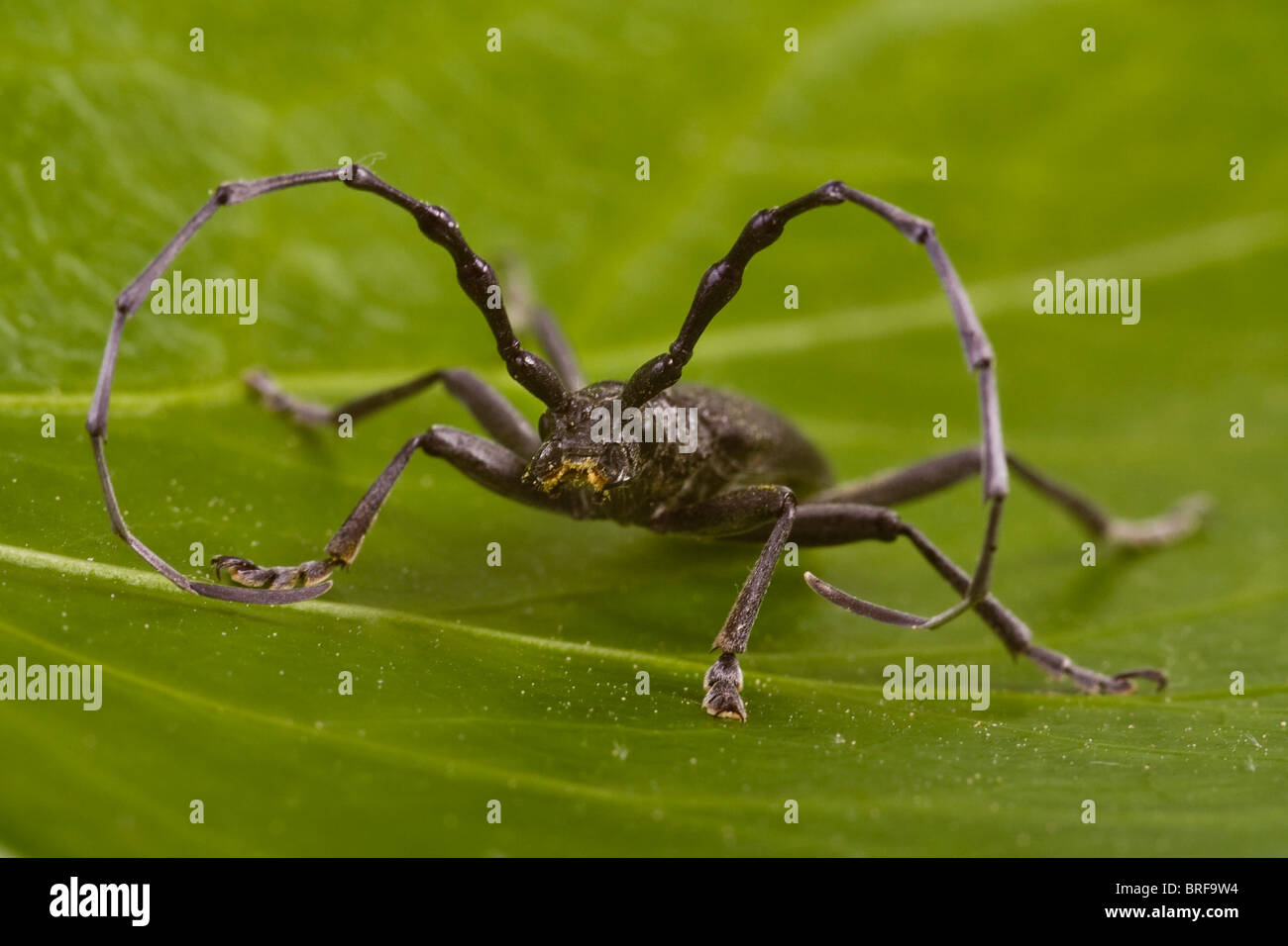 großer Steinbock Käfer (Buchenspießbock Cerdo) Stockfoto