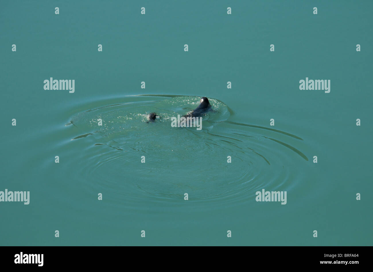 Mutter und Baby seal schwimmen Tracy Arm Fjord Inside Passage Alaska USA Stockfoto