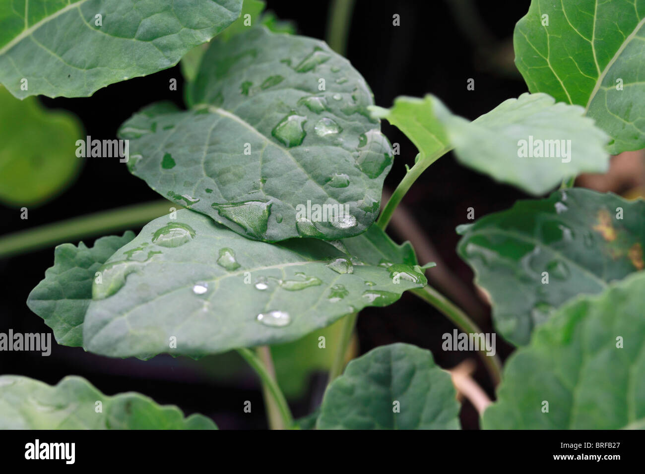 Schwarz Nero Kohl Brassica Oleracea Acephala Gruppe. Stockfoto