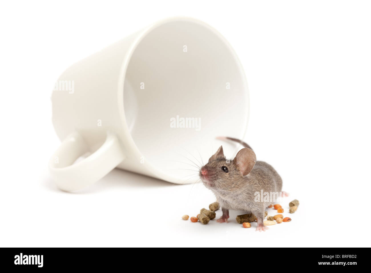 Maus mit umgestürzten Kaffeetasse und Essen - Blick zum Abstand - isoliert auf weiss Stockfoto