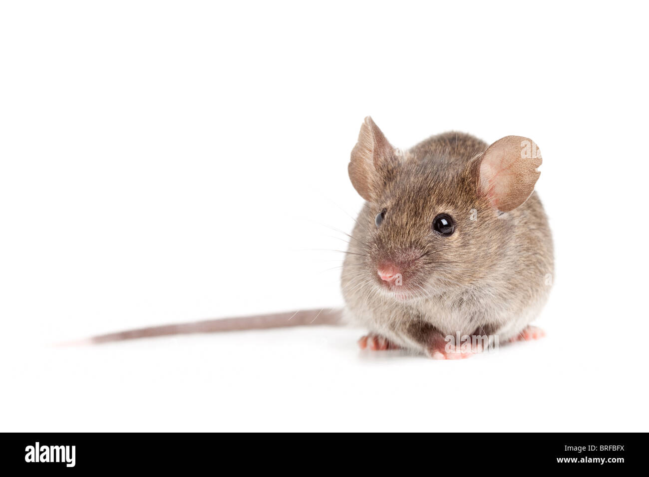 graue Maus Nahaufnahme isoliert auf weißem Hintergrund Stockfoto