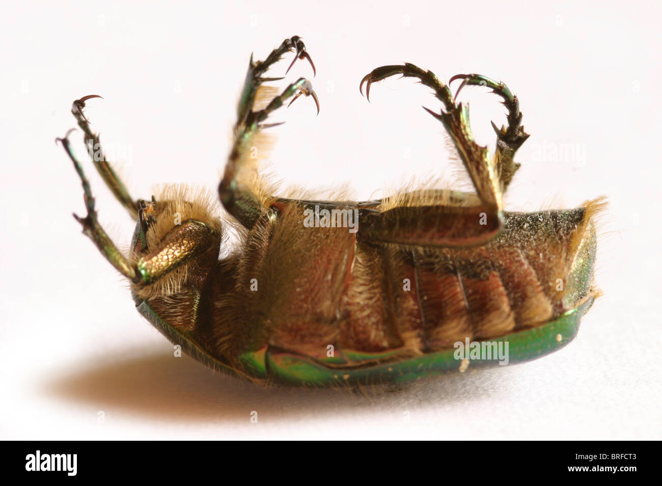 Auf der Rückseite liegenden Rose Käfer Stockfoto