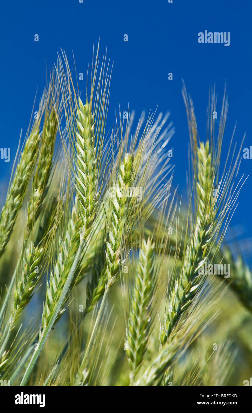 Ähren (Triticum) Stockfoto