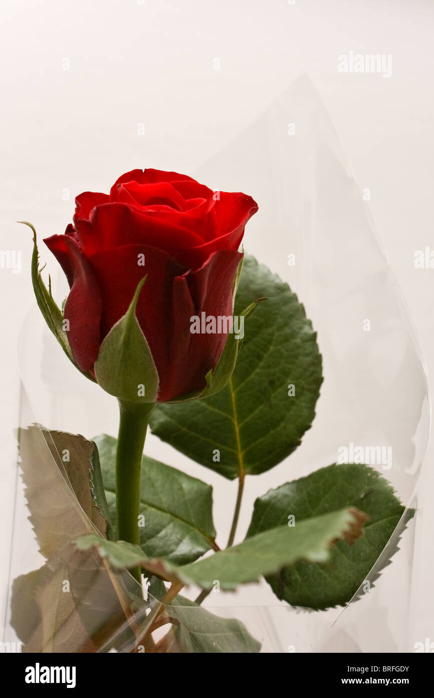 Rote rose in eine Plastikhülle transparent Stockfoto