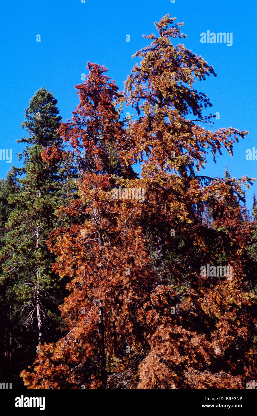 Sterben Lodgepole Kiefern (Pinus Contorta) Befall durch Mountain Pine Beetle, Insekten-Befall, BC, British Columbia, Kanada Stockfoto
