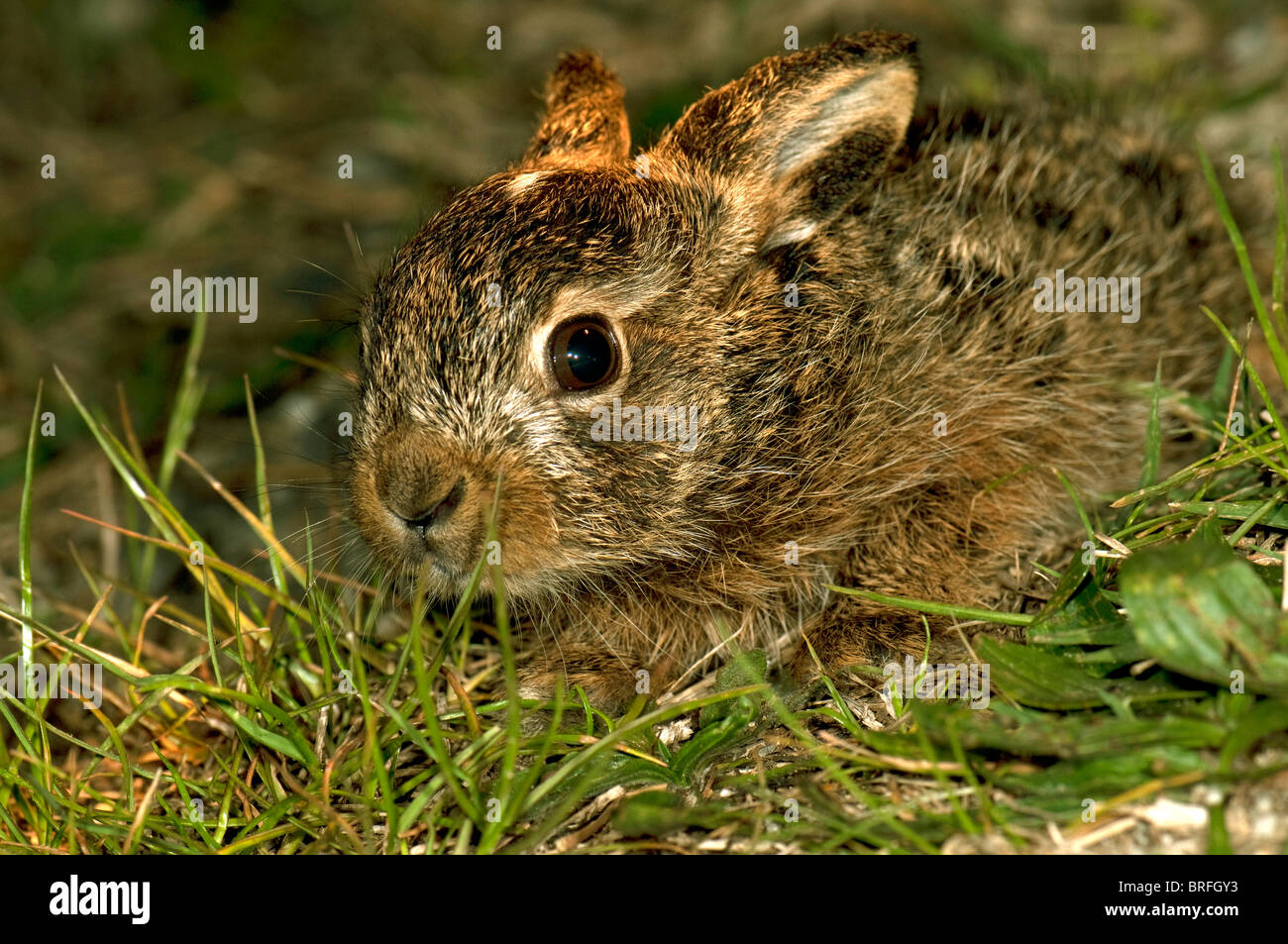 Brown-Feldhase (Lepus Europaeus), Leveret Gras. Stockfoto