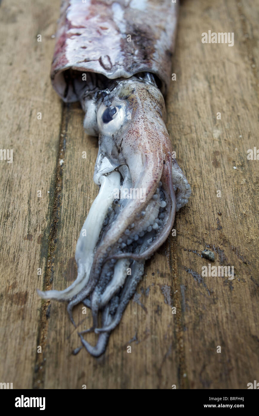 fangfrisch Tintenfisch, Hastings, East Sussex, April 2010 Stockfoto