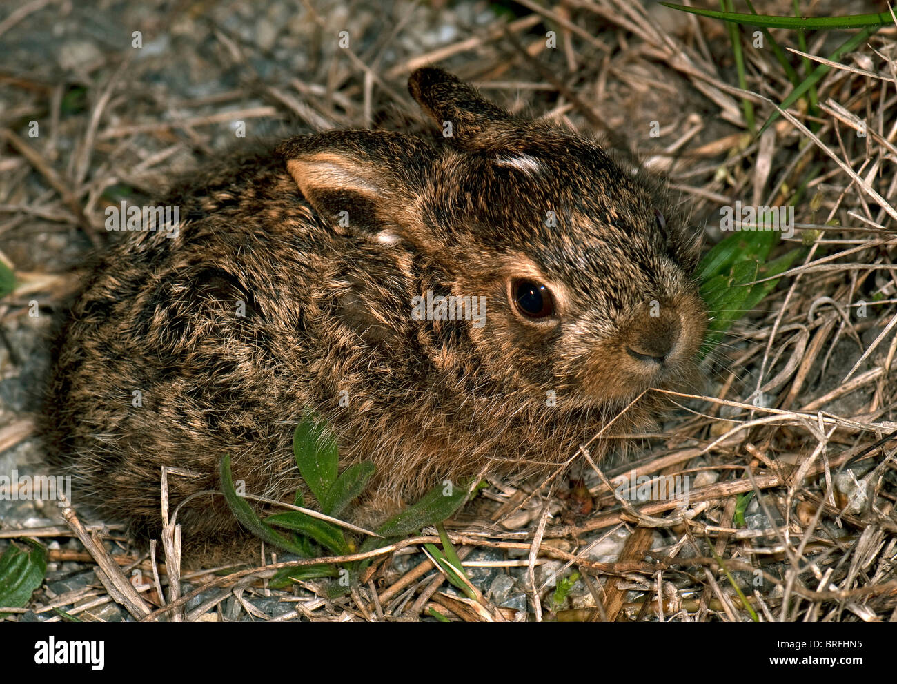 Brown-Feldhase (Lepus Europaeus), Leveret Gras. Stockfoto