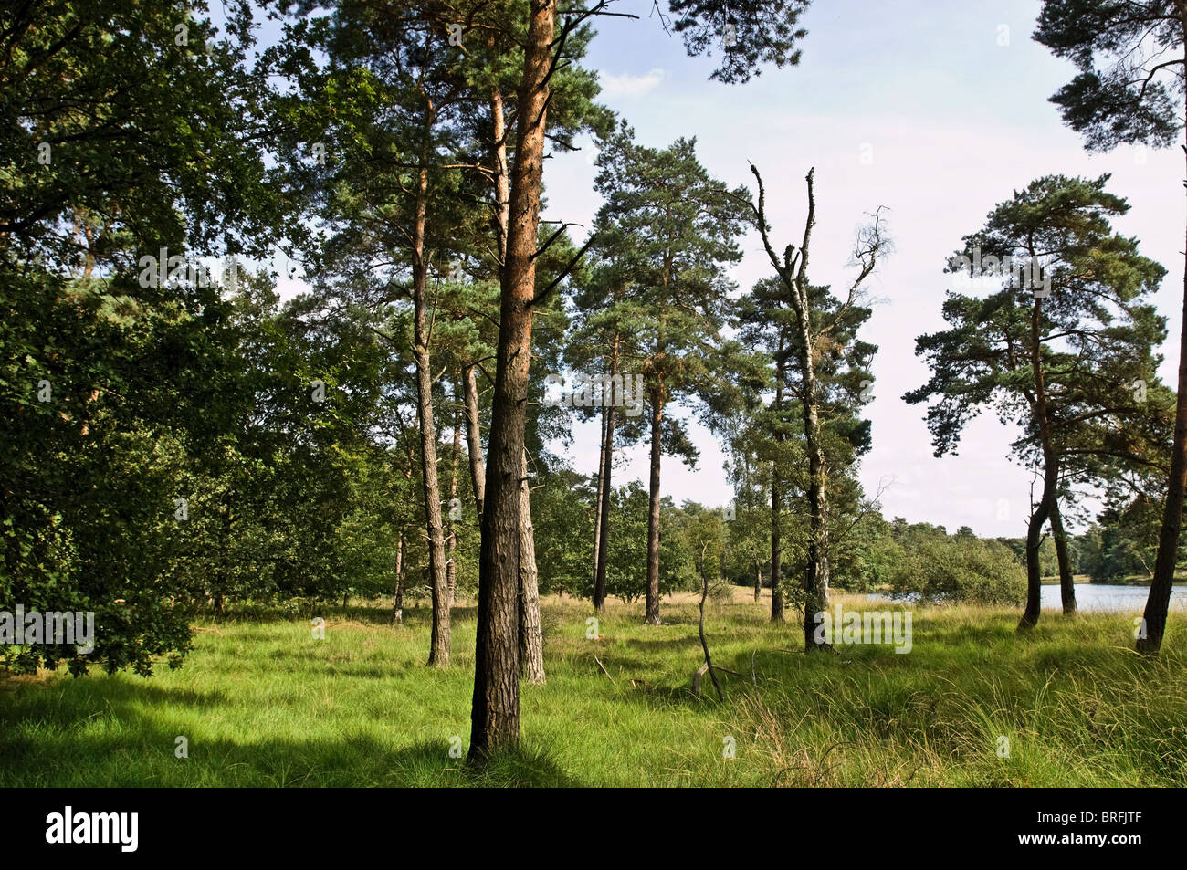 Schwarzes teich Fotos und Bildmaterial in hoher Auflösung Alamy