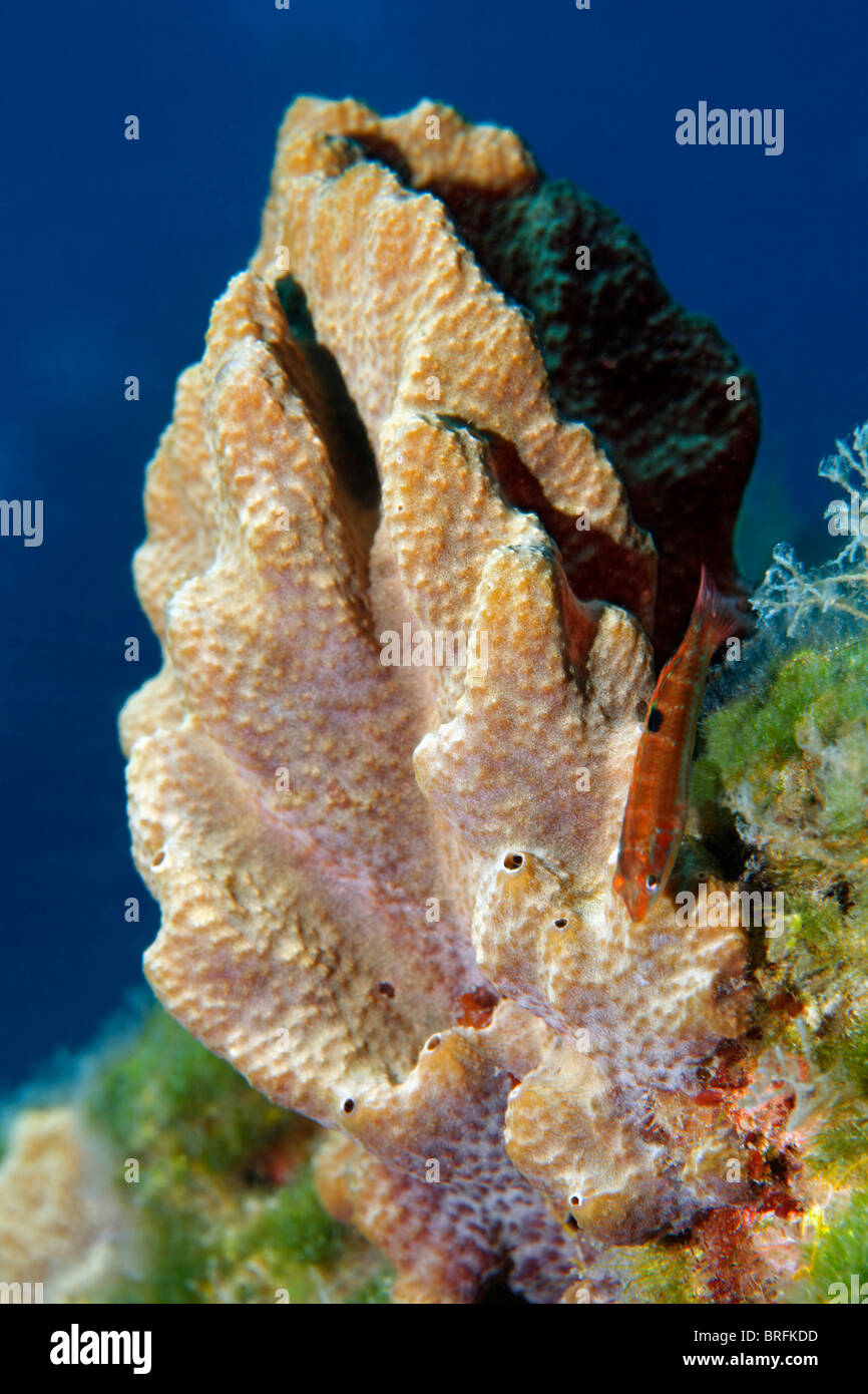 Juvenile verzierten Lippfisch (Thalassoma Pavo) vor einem Schwamm, Paphos, Zypern, Asien, Mittelmeer Stockfoto