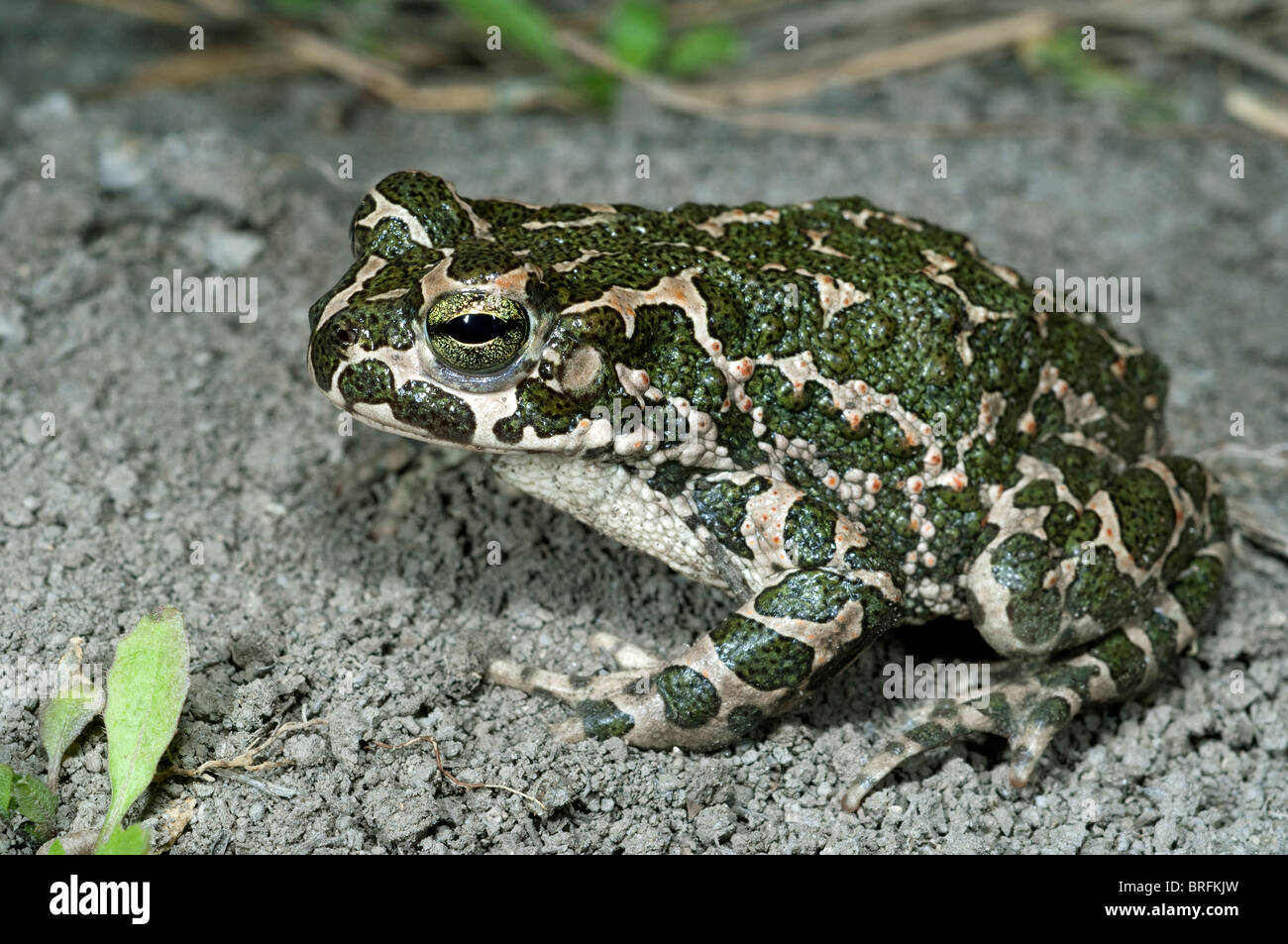 Europäische grüne Kröte (Bufo Viridis) auf Boden. Stockfoto