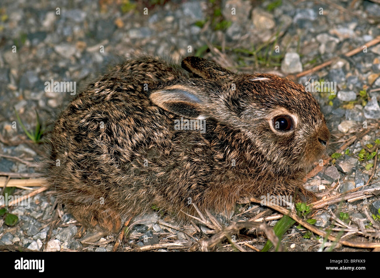 Brown-Feldhase (Lepus Europaeus), Leveret. Stockfoto