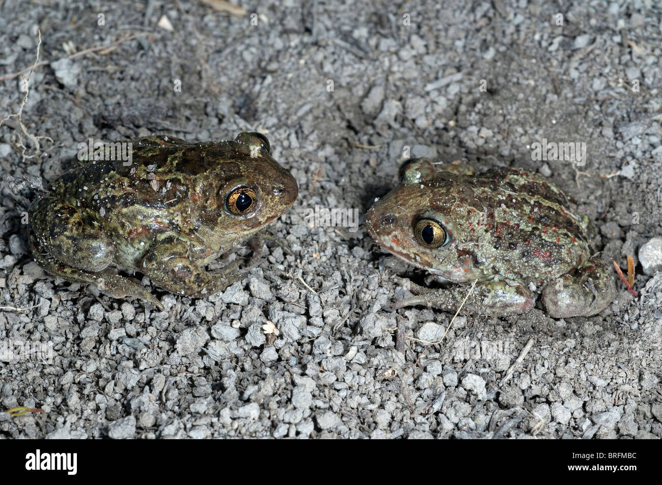 Gemeinsamen katzenähnliche (Pelobates Fuscus), zwei Erwachsene auf trockenen Sand. Stockfoto