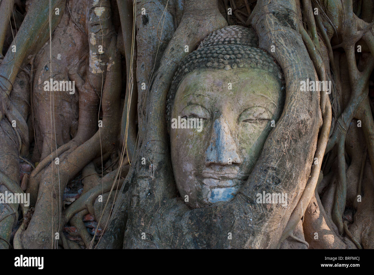 Buddha-Kopf, überwuchert von Baumwurzeln in Ayutthaya, Thailand Stockfoto