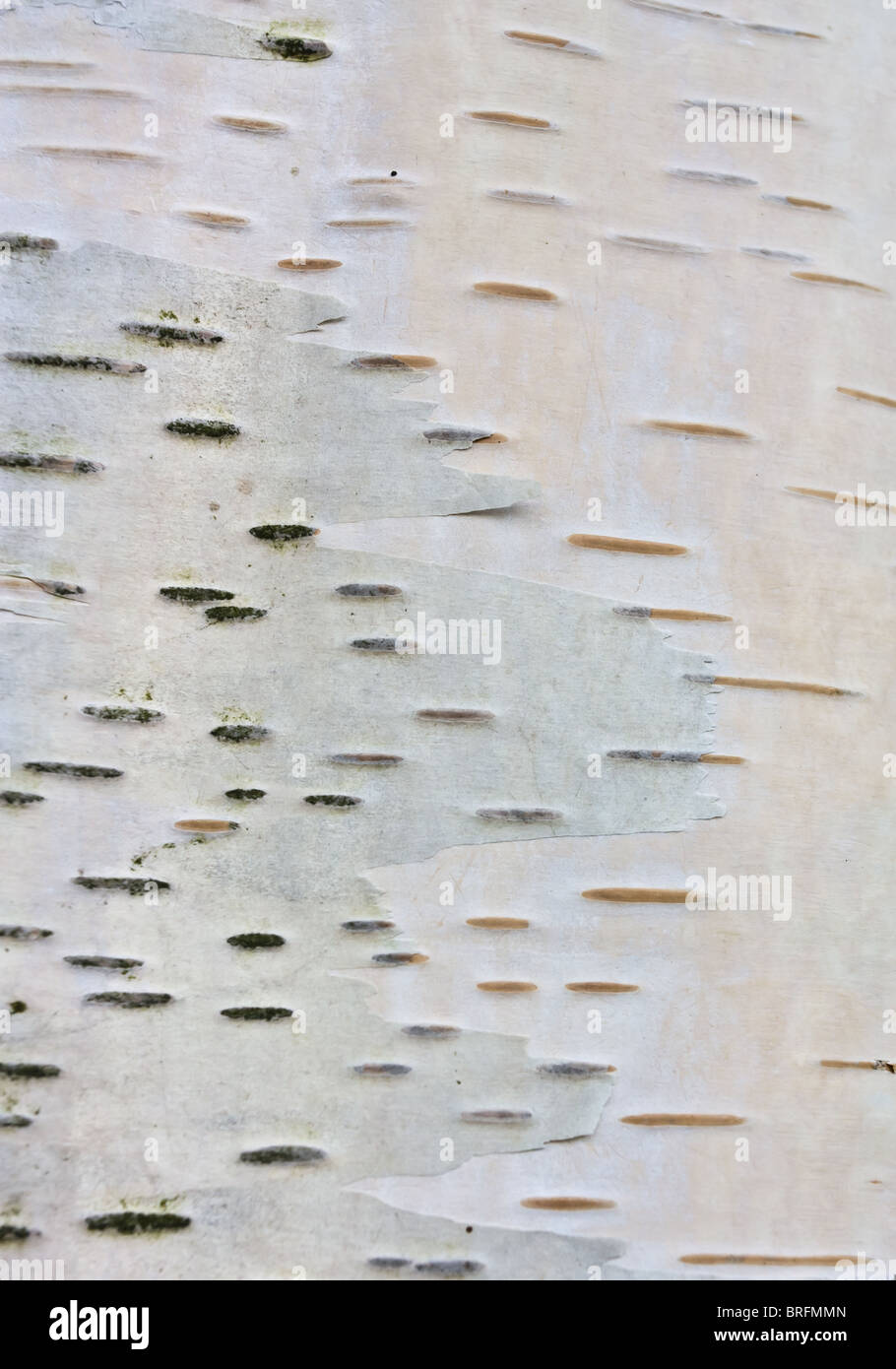 Silver Birch Bark Textur oder Hintergrund Bild. Stockfoto