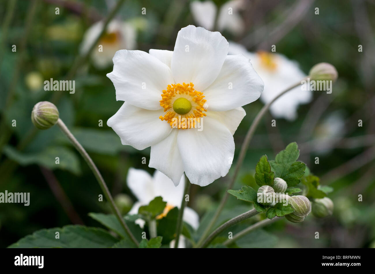 Anemone X hybrida HONORINE JOBERT Stockfoto